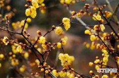 【耐寒】冬天开什么花，盘点10种较耐寒花卉：腊梅 山茶花