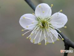 蔷薇科杏属植物 【杏】梅花 迎春花（木犀科素馨属植物）