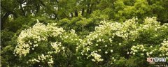 【花期】绣球荚蒾的花期在每年4～5月