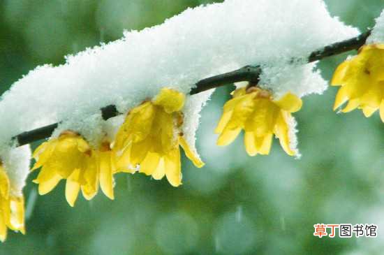 【冬天】梅花冬天室外不会冻死 梅花冬天的养护方法