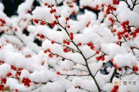【冬天】梅花冬天室外不会冻死 梅花冬天的养护方法
