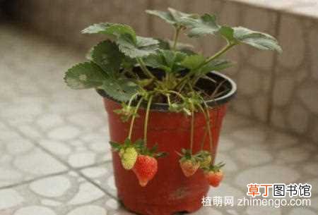 【草莓】盆栽草莓为什么不开花，让草莓开花方法：草莓不开花的原因 让草莓开花的技巧