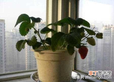 【草莓】盆栽草莓为什么不开花，让草莓开花方法：草莓不开花的原因 让草莓开花的技巧