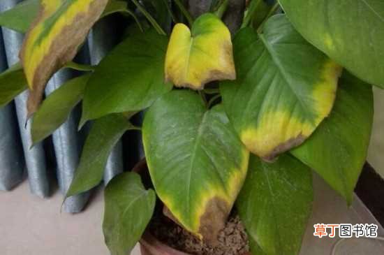 【叶子】绿萝叶子发黄、有黑斑是什么原因： 低温冻害光照不当