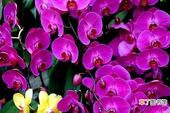 【养殖方法】紫气东来花的养殖方法：土壤 温度