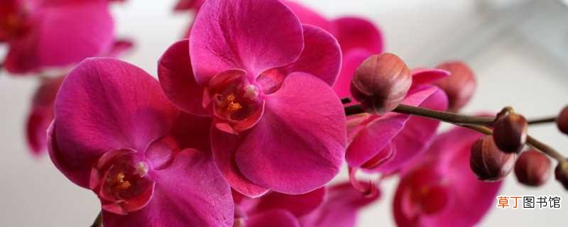 【养殖方法】紫气东来花的养殖方法：土壤 温度