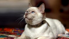 泰国报告全球首例“猫传人”猫采样时打喷嚏将新冠传给兽医