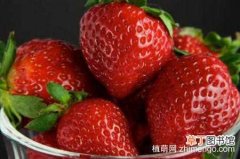 【多】草莓有多少个品种，草莓品种说明：明晶 明旭