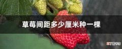 【多】草莓间距多少厘米种一棵