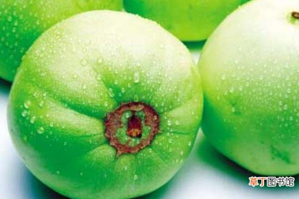 【种植】大棚种植香瓜怎么授粉