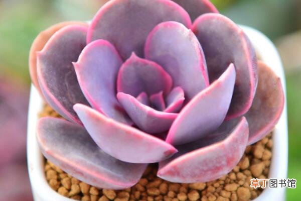 【丁香】紫丁香花的特点是什么