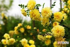 【功效】黄刺玫的功效与作用黄刺玫的种植方法