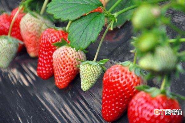 【草莓】草莓如何压蔓