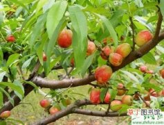 【桃树】种桃树树体的管理措施