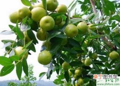 【枣树】秋栽培枣树的经验
