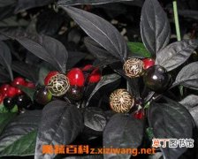 【养殖方法】黑珍珠花怎么养 黑珍珠花的养殖方法技巧