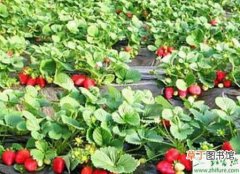 【栽培】种草莓之大果四季草莓如何丰产高效栽培