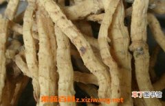 【吃】玉竹根怎么吃 玉竹根的食用方法