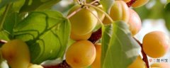 【树】杏树种植的方法和技巧