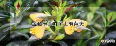 【叶子】金鱼吊兰叶子上有黄斑如何处理