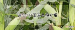 【品种】富尔116玉米是什么品种