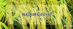 【花卉大全】籼稻和粳稻有哪些不同