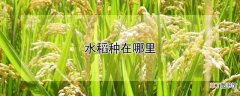 【种植】水稻的种植地区