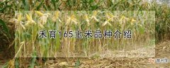 【品种】禾育165玉米是什么品种