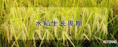 【生长】水稻生长周期多久