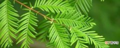 【生长】水杉的特点和生长环境
