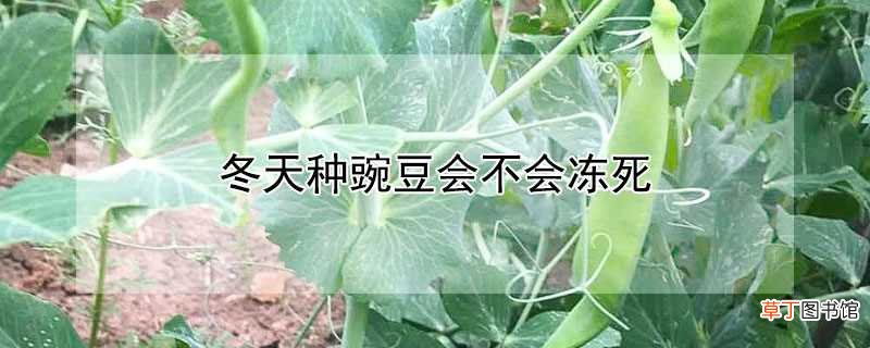 【种植】冬天种植豌豆会冻死吗