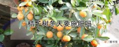 【冬天】桔子树冬天要不要施肥