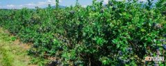 【树】蓝莓树的养殖方法和注意事项