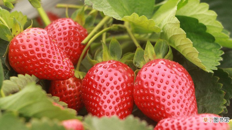 【种植】草莓苗怎么种植和浇水