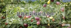 【多】盆栽七彩椒能活多少年