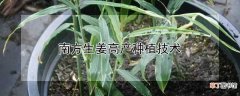 【高产】南方生姜怎么高产种植