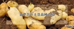 【品种】亩产万斤土豆有哪些品种