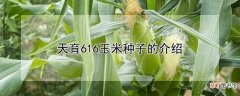 【品种】天育616玉米是什么品种