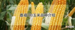 【品种】嘉禧100玉米是什么品种