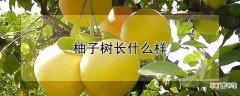 【树】柚子树的形状特征
