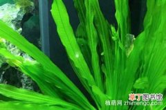 【方法】皇冠草在鱼缸固定的方法