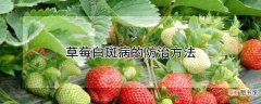 【防治】草莓白斑病怎么防治
