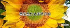 【开花】葵花的开花时间