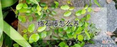 【养殖方法】络石藤养殖方法