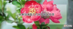 【花】长寿冠海棠什么时候开始长花芽