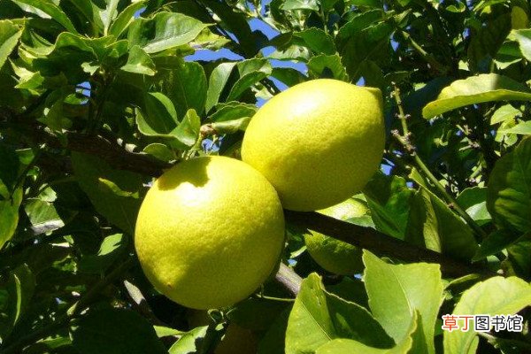 【树】柠檬树小苗怎么养护