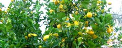 【树】柠檬树小苗怎么养护