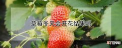 【冬天】草莓冬天会不会开花结果