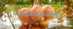 【大棚】冬天大棚西红柿什么时候种植