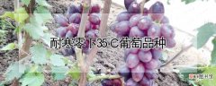 【葡萄】抵御零下35℃天气的葡萄有哪些
